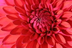 Dahlia Flower