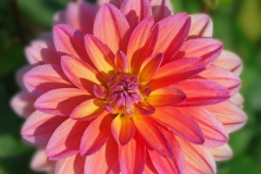 Dahlia Flower