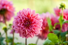Dahlia Flower