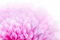 Dahlia Flower