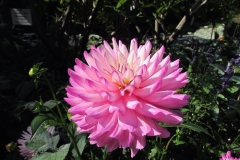 Dahlia Flower