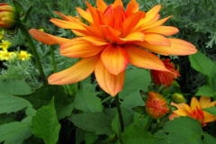 Dahlia Flower
