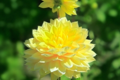 Dahlia Flower