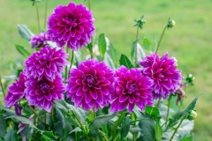 Dahlia Flower