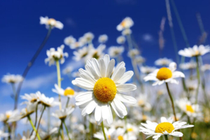 Summer field with white daisies on blue sky