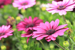 Blue-eyed Daisy,African Daisy,Cape Daisy,Spoon Daisy,red with purple African Daisy flowers in full bloom in the garden