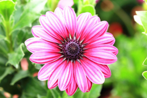 Daisy-4
