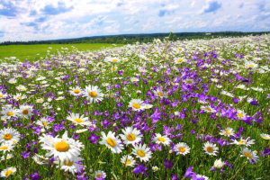 beautiful summer landscape with the blossoming meadow with flowers