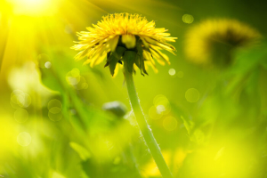 Dandelion Flower