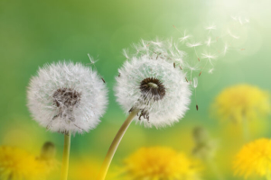 Dandelion Flower