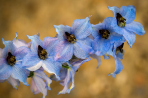 Delphinium Flowers