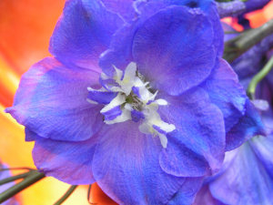 Delphinium Flowers