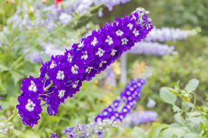 Delphinium Flowers