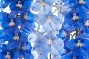 Delphinium Flowers