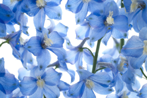 Delphinium Flowers