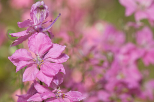Delphinium Flowers