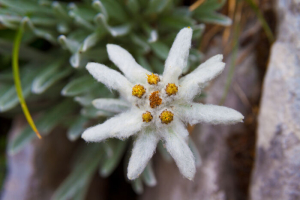 Edelweiss Flowers