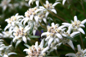 Edelweiss Flowers