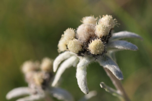 Edelweiss Flowers