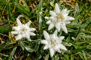 Edelweiss Flowers