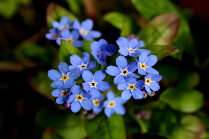 Forget Me Not Flower Meaning Flower Meaning