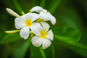 Frangipani Flowers