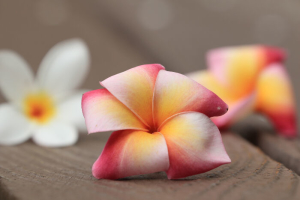 Frangipani Flowers