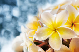 Frangipani Flowers