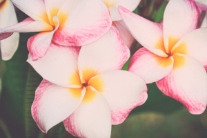 Frangipani Flowers