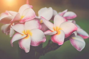 Frangipani Flowers