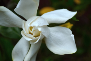 Gardenia Flower