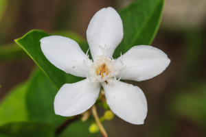 Gardenia Flower
