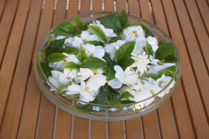 Gardenia Flower