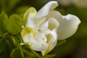 Gardenia Flower