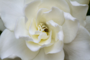 Gardenia Flower