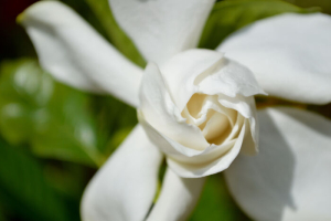 Gardenia Flower