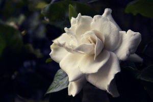 Gardenia Flower