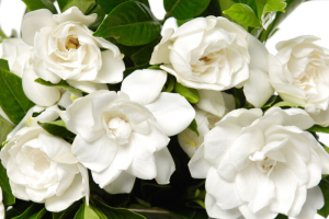 gardenia flower