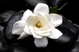gardenia flower