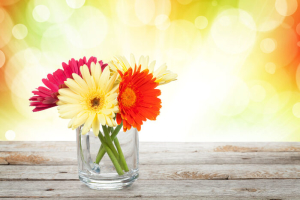 gerbera flowers