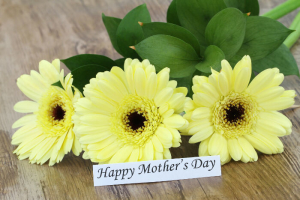 gerbera flowers