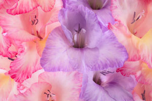 Gladiolus-Meaning