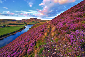 heather flowers
