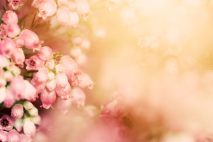 Heather flowers