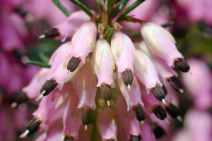 Heather flowers