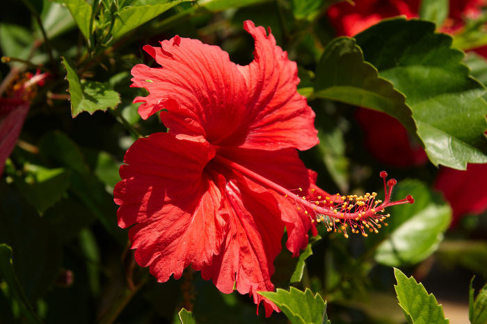 Image result for red mandara flower