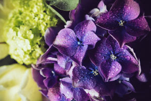 hydrangea flowers