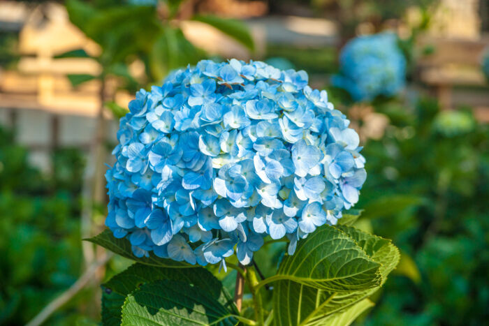 Hydrangea Flowers