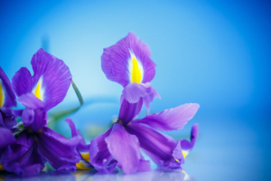 beautiful bouquet of flowers irises on a blue background
