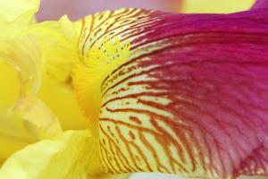 Vibrant yellow magenta iris flower petals closeup